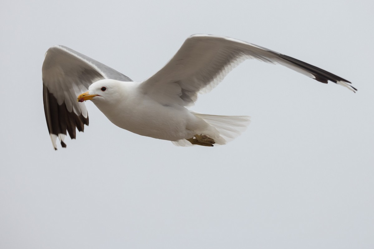 California Gull - ML642820804
