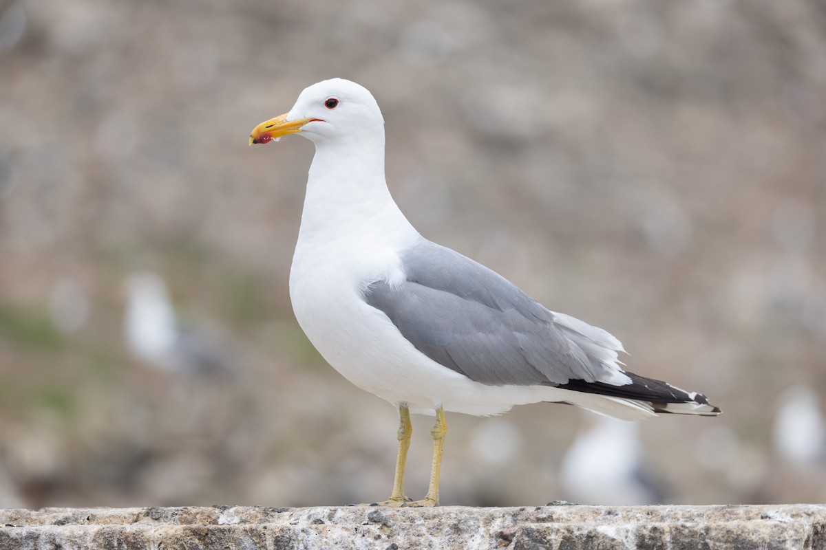 California Gull - ML642820807