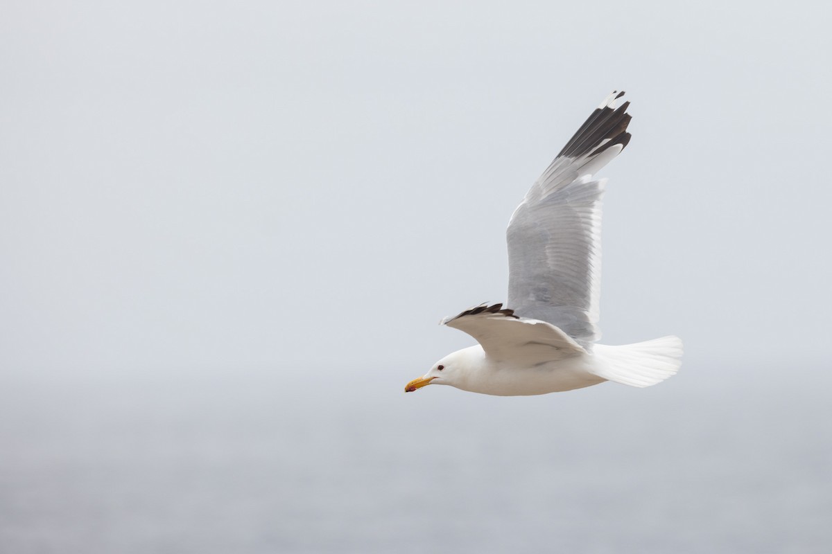 California Gull - ML642820808