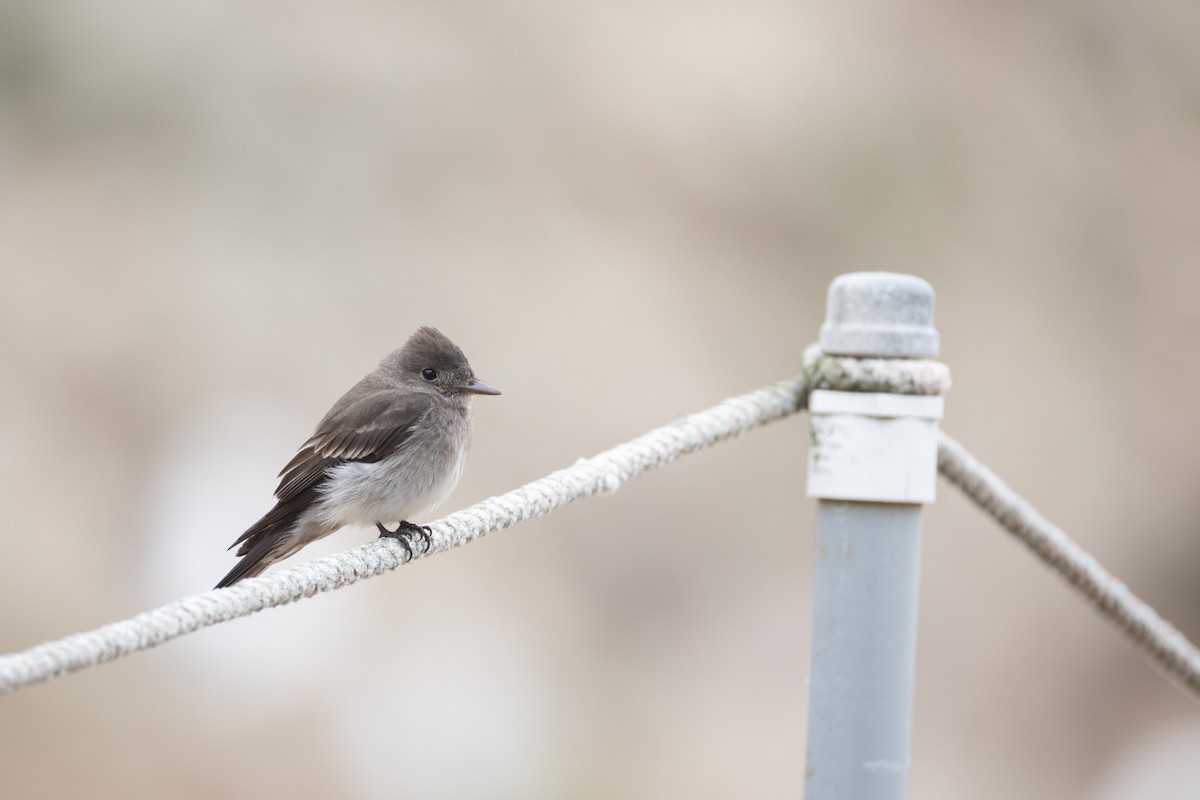 Western Wood-Pewee - ML642820809