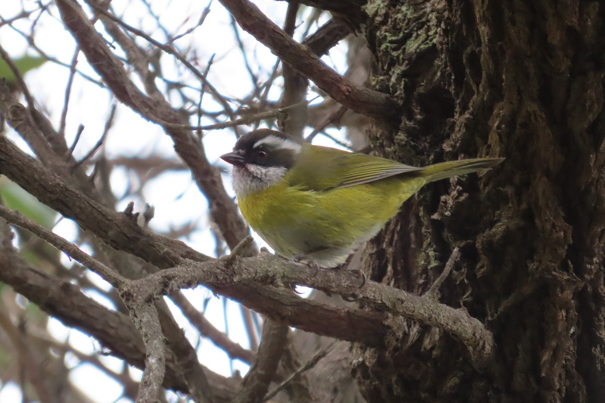 Sooty-capped Chlorospingus - ML642820811