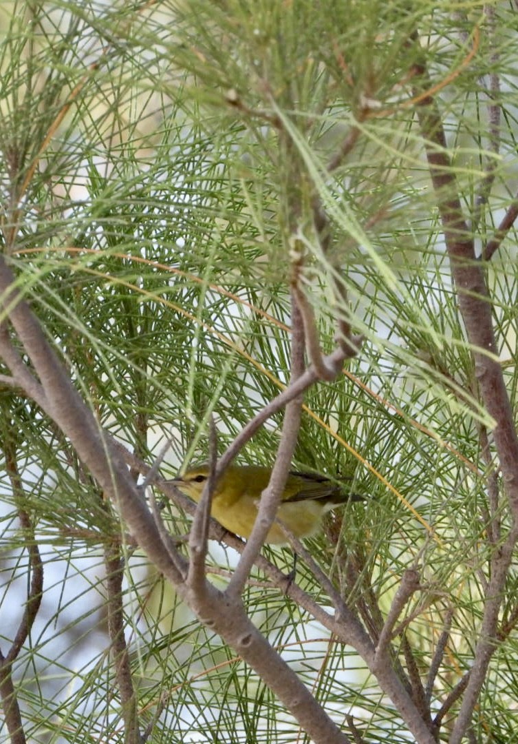 Tennessee Warbler - ML642820812