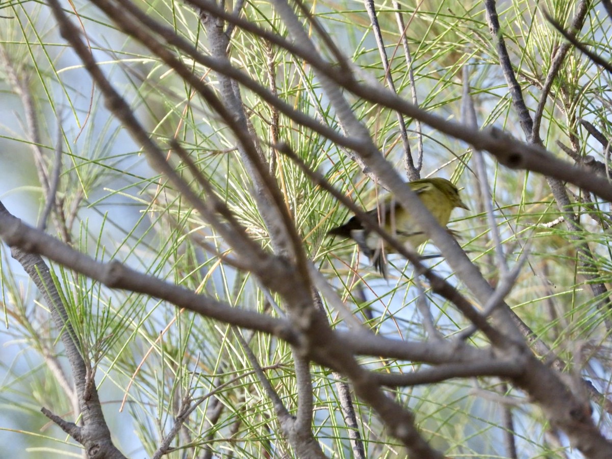 Tennessee Warbler - ML642820813