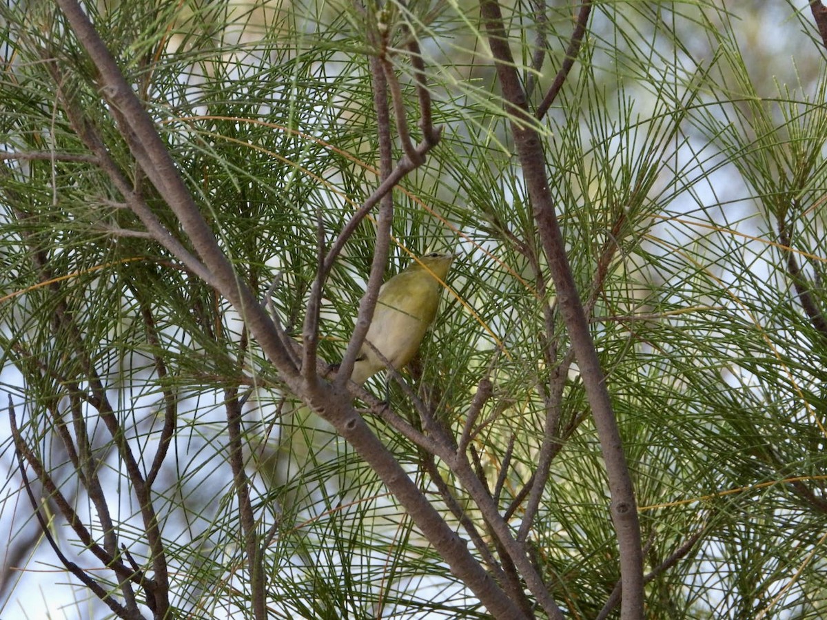 Tennessee Warbler - ML642820814