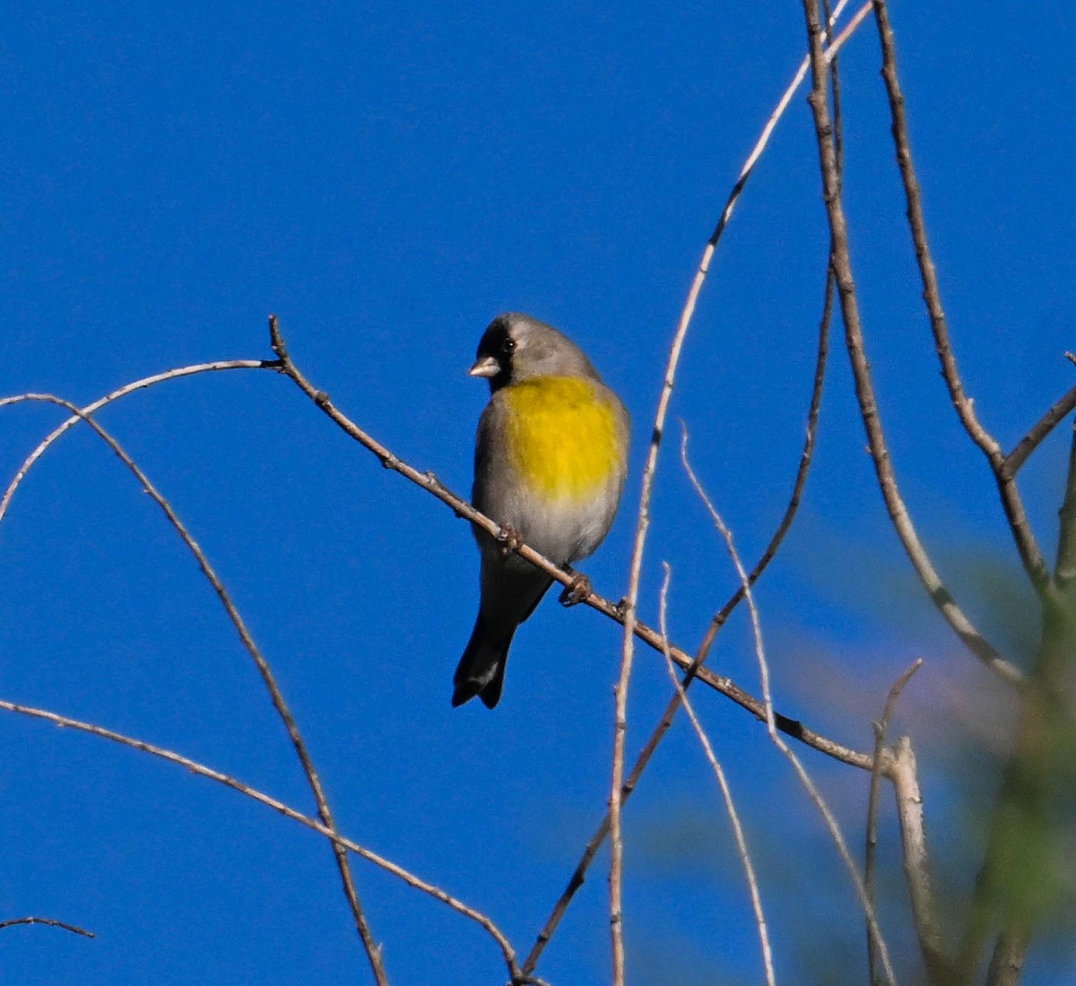 Lawrence's Goldfinch - ML642820819