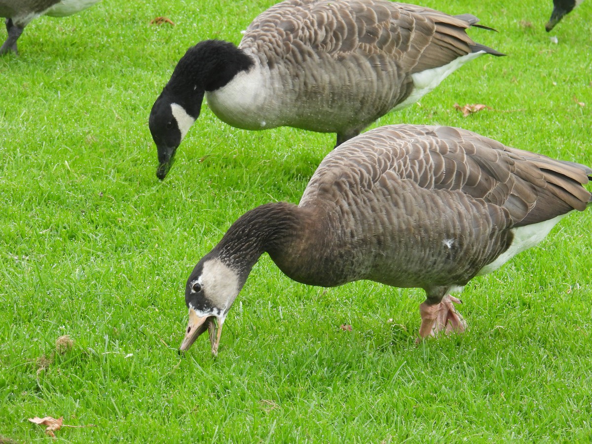 husa velká x berneška velká (hybrid) - ML642820822