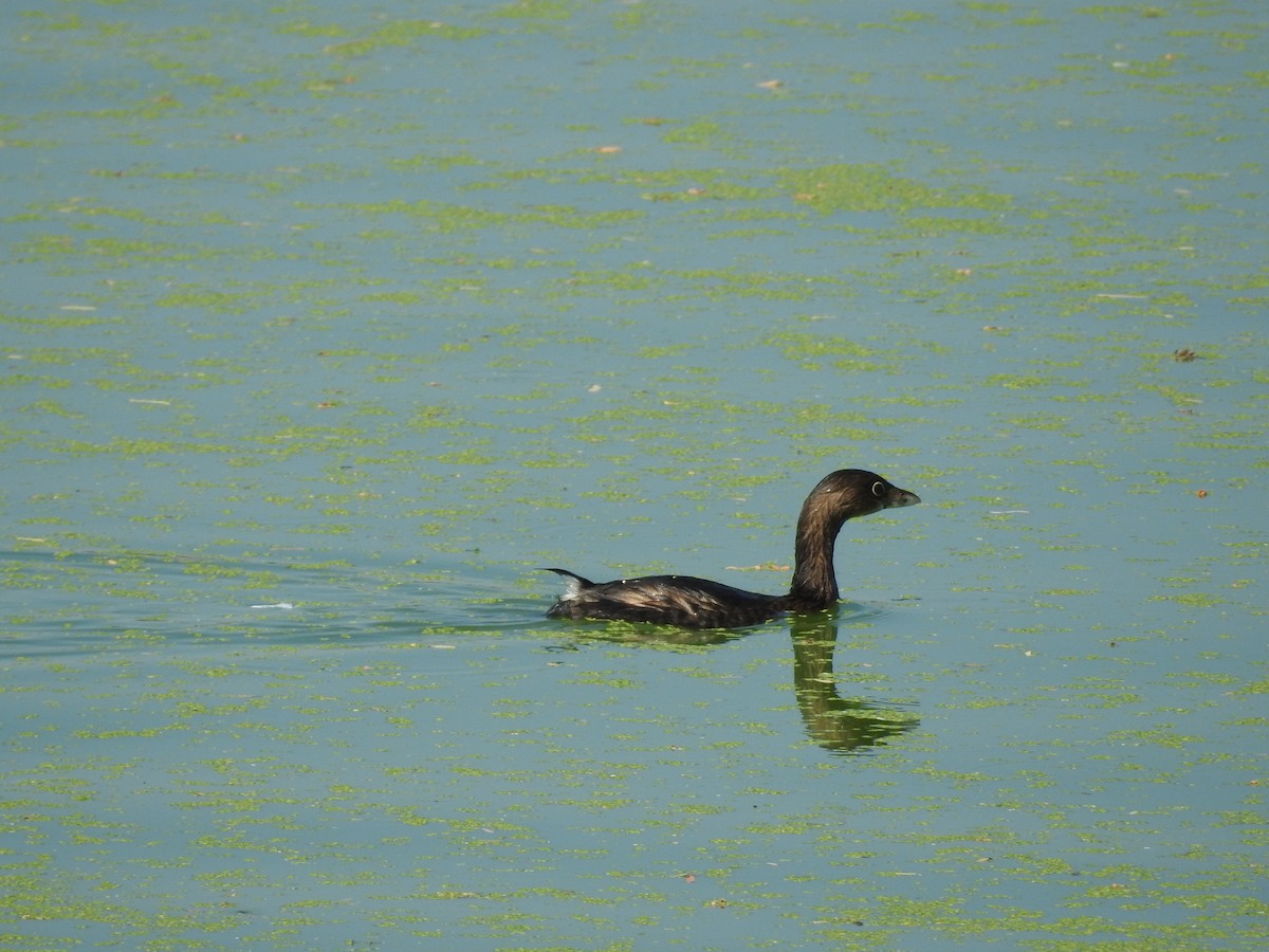 Pied-billed Grebe - ML642820829