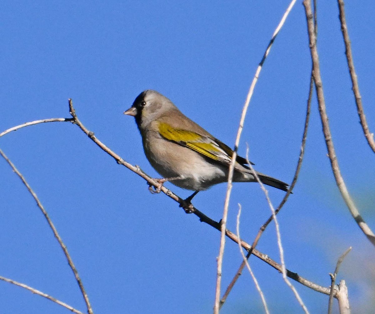 Lawrence's Goldfinch - ML642820830