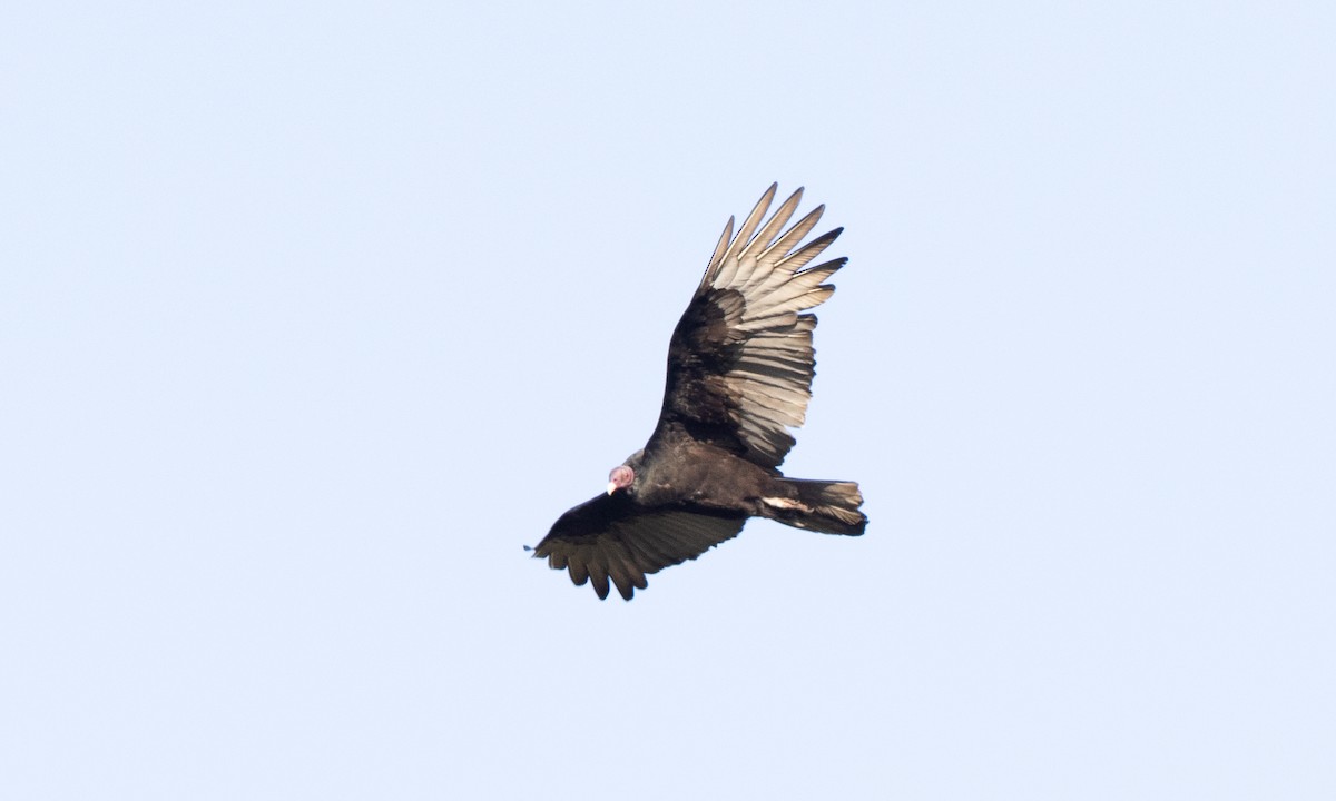 Turkey Vulture - ML642820831