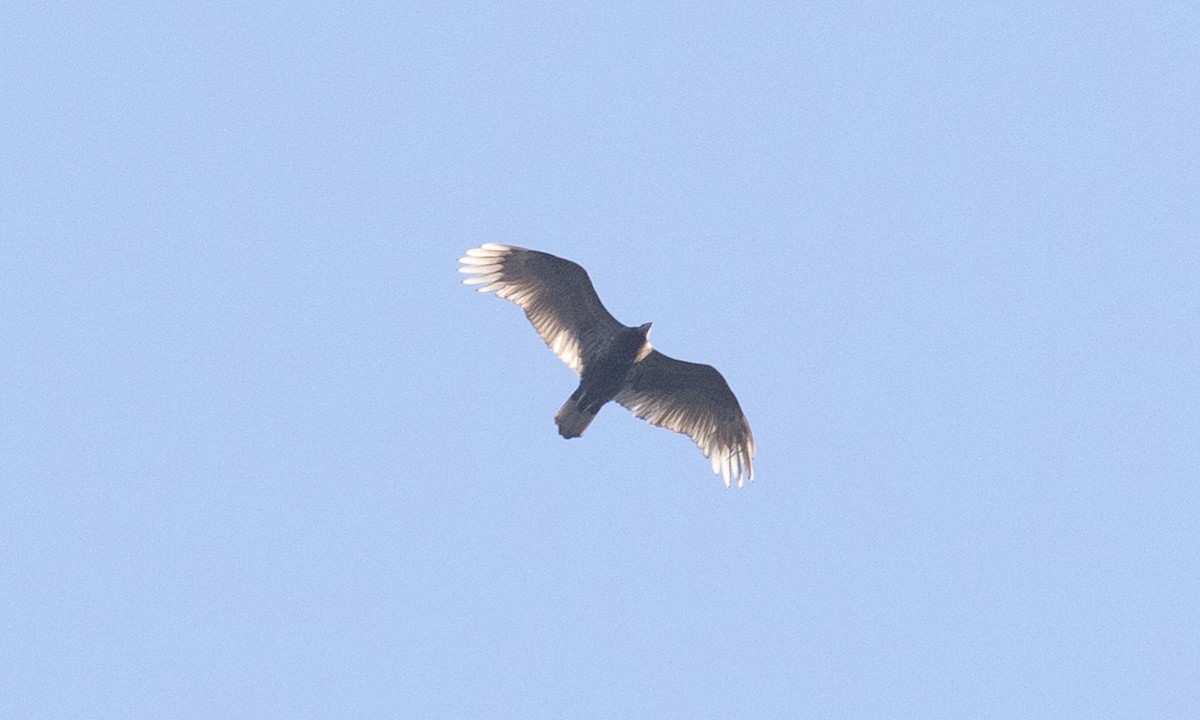 Turkey Vulture - ML642820832