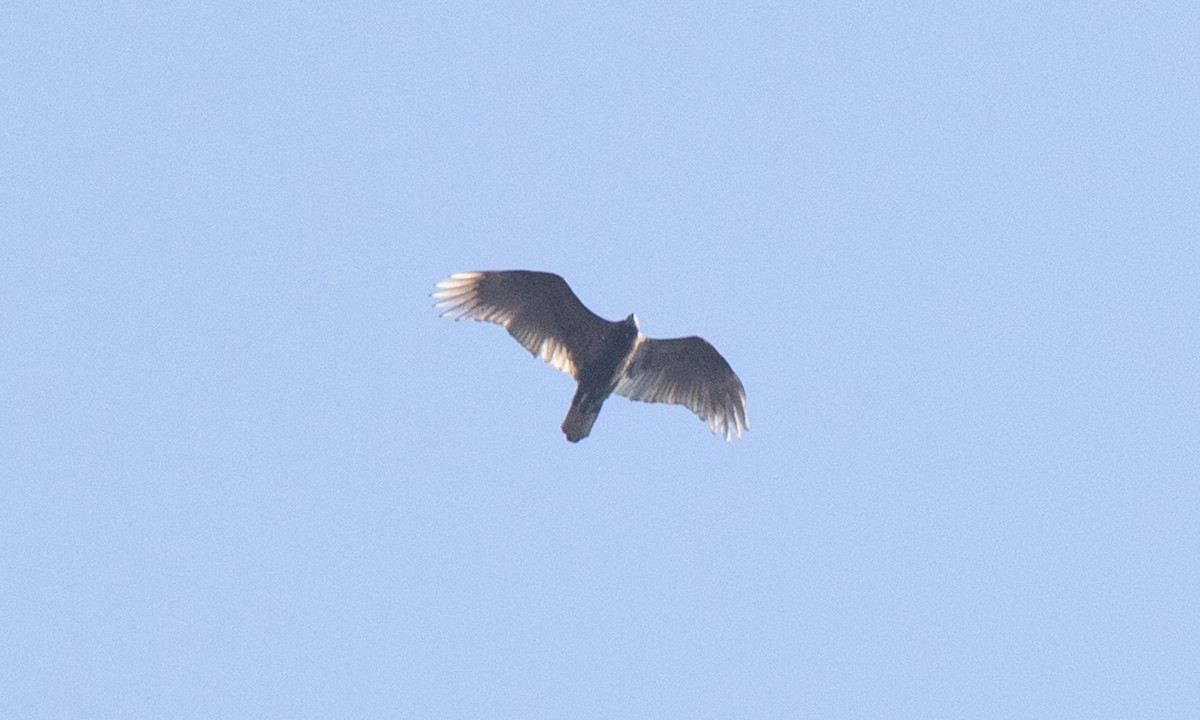 Turkey Vulture - ML642820833