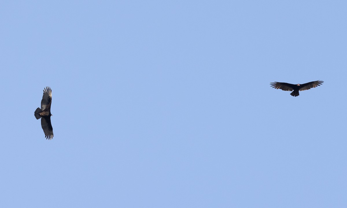 Turkey Vulture - ML642820834