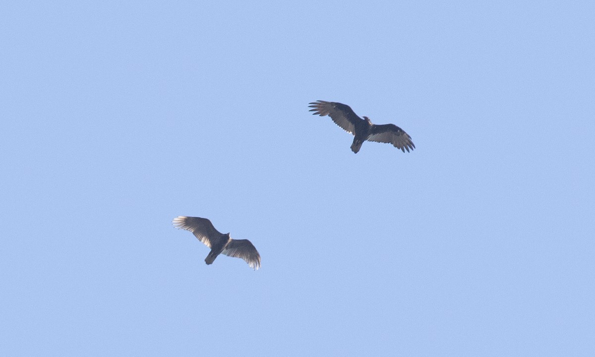 Turkey Vulture - ML642820835