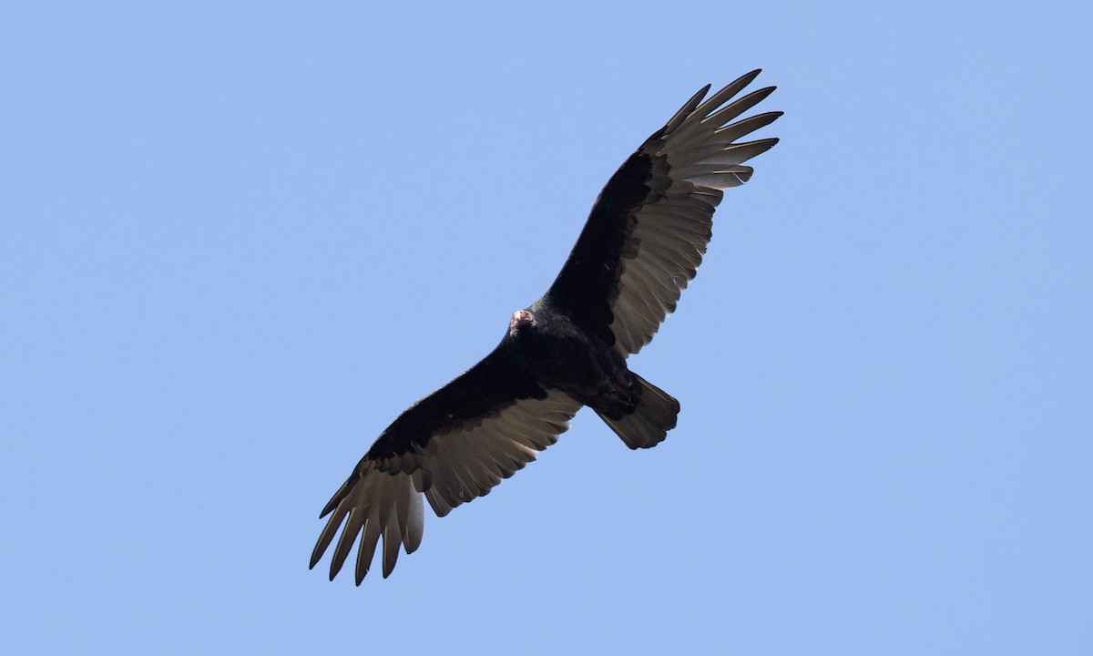 Turkey Vulture - ML642820837