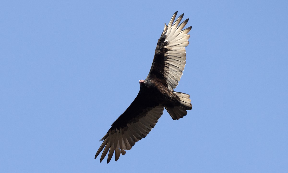 Turkey Vulture - ML642820838
