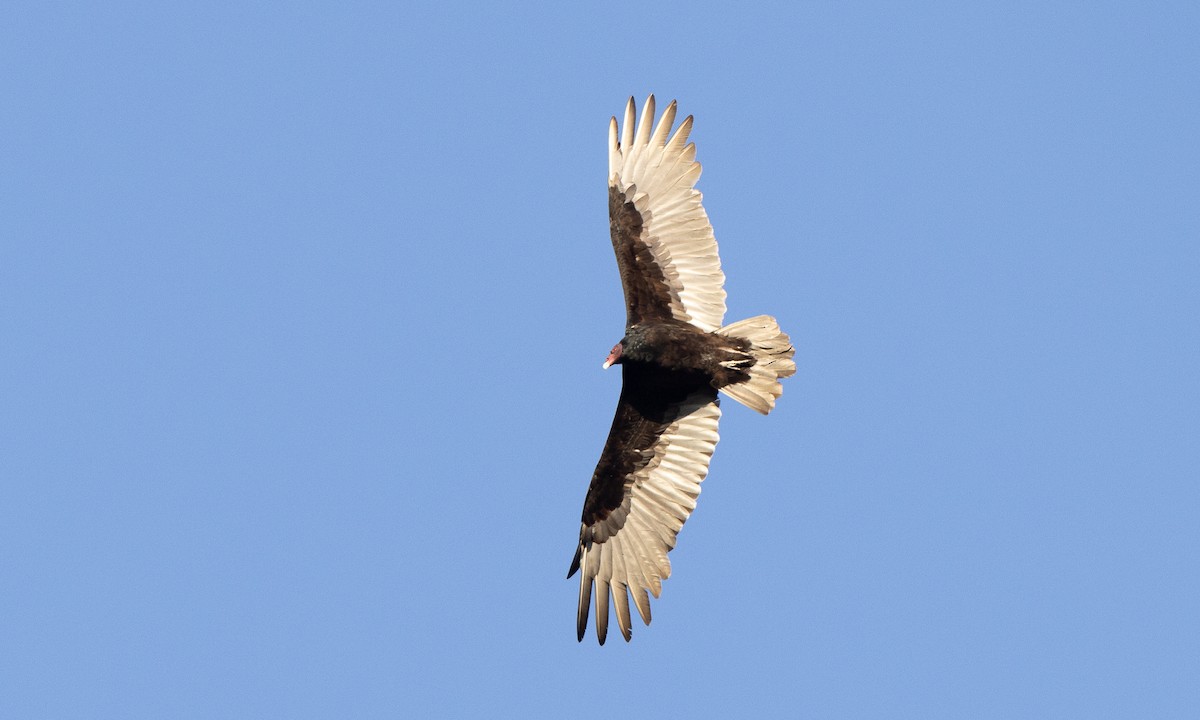 Turkey Vulture - ML642820840
