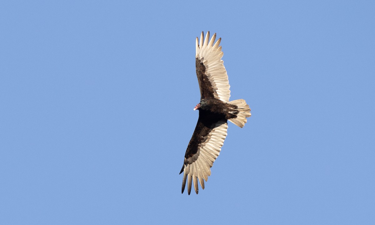 Turkey Vulture - ML642820841