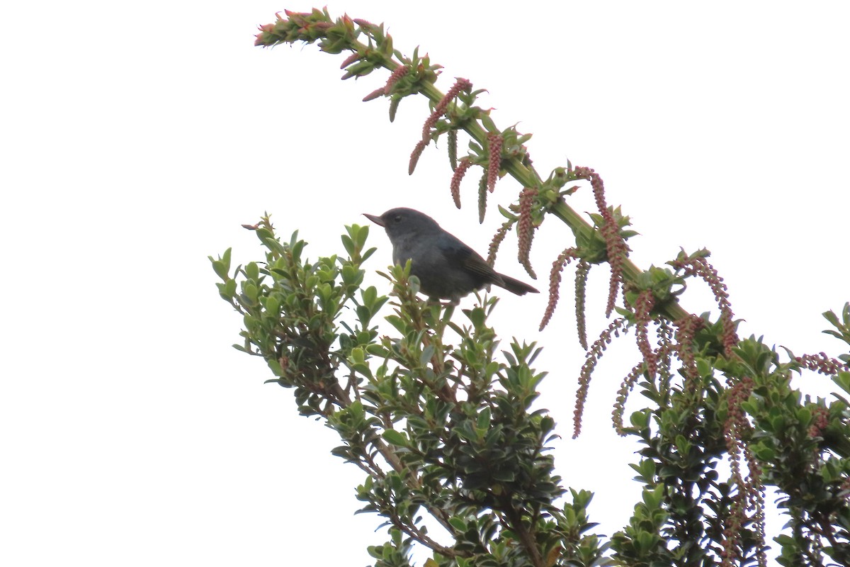 Slaty Flowerpiercer - ML642820866