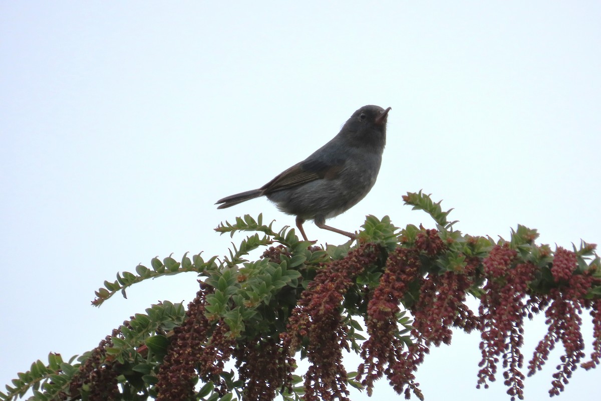 Slaty Flowerpiercer - ML642820867
