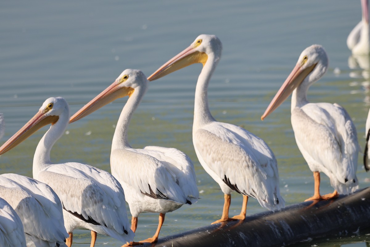 American White Pelican - ML642820874