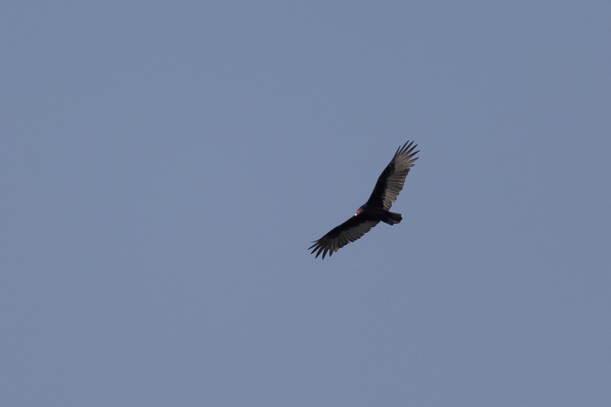 Turkey Vulture - ML642820878