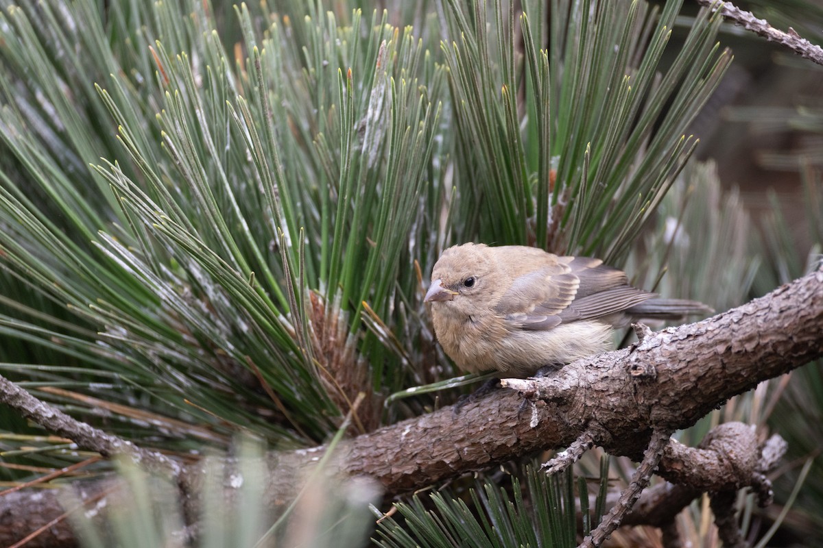 Lazuli Bunting - ML642820888