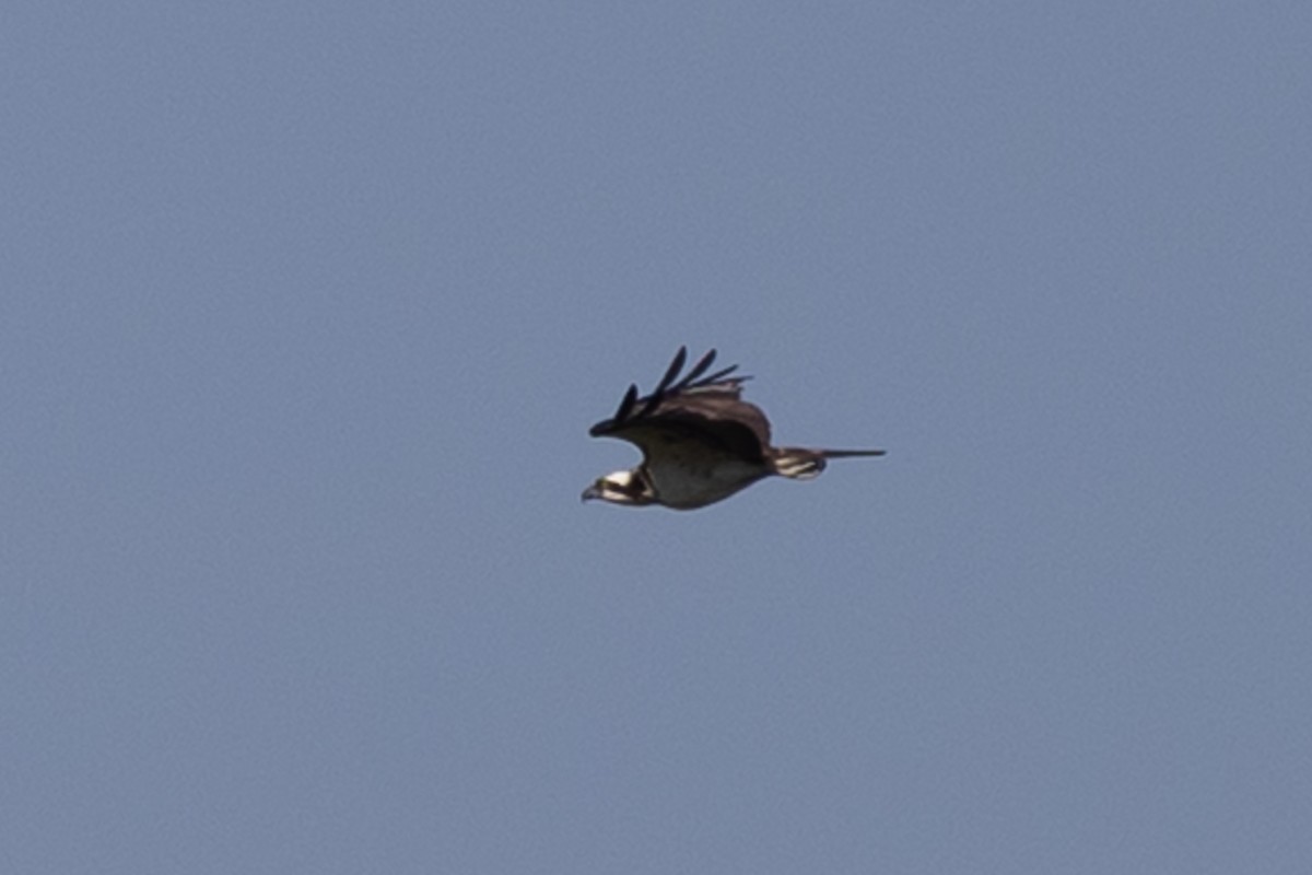 Osprey - ML642820890