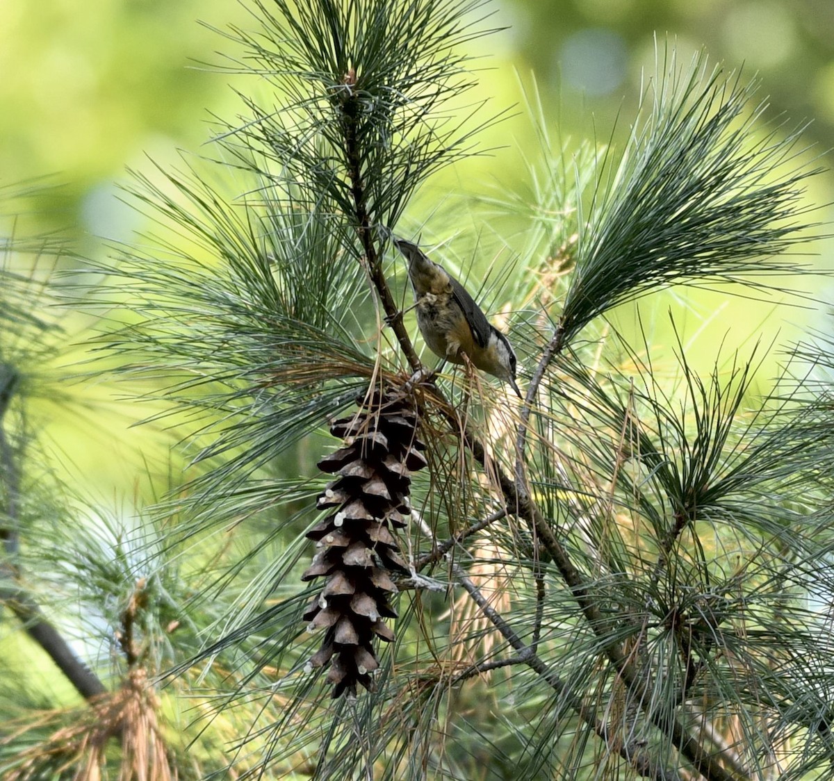 Red-breasted Nuthatch - ML642820891