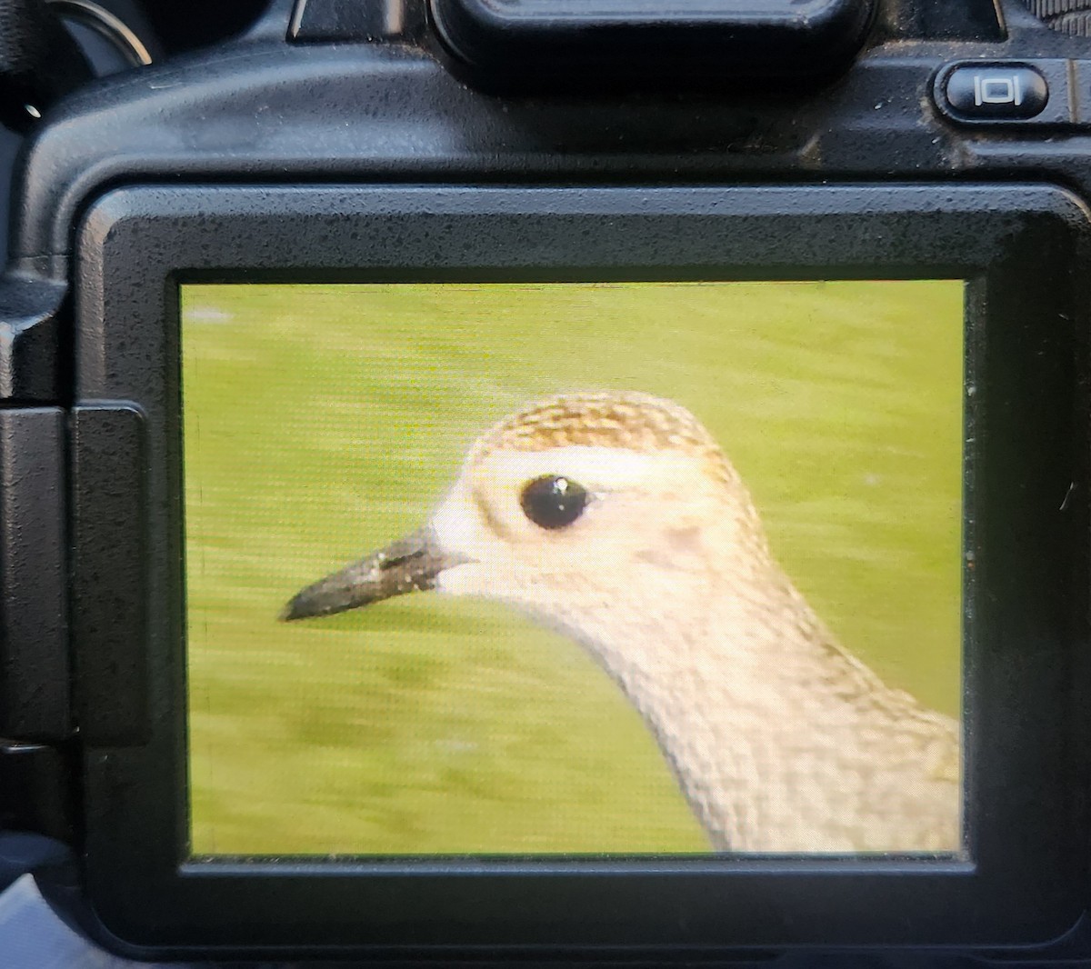 American Golden-Plover - ML642820892