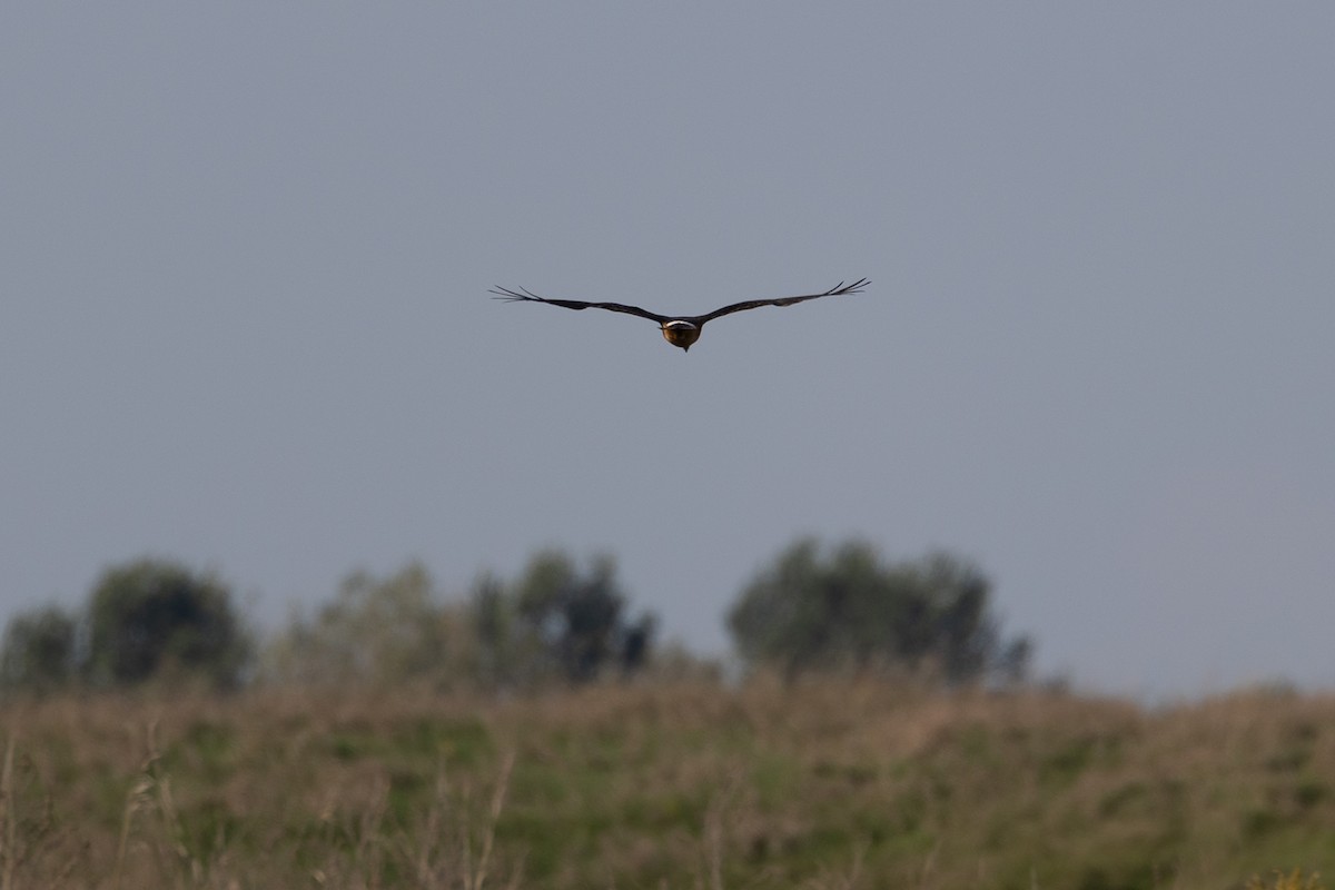 Northern Harrier - ML642820895
