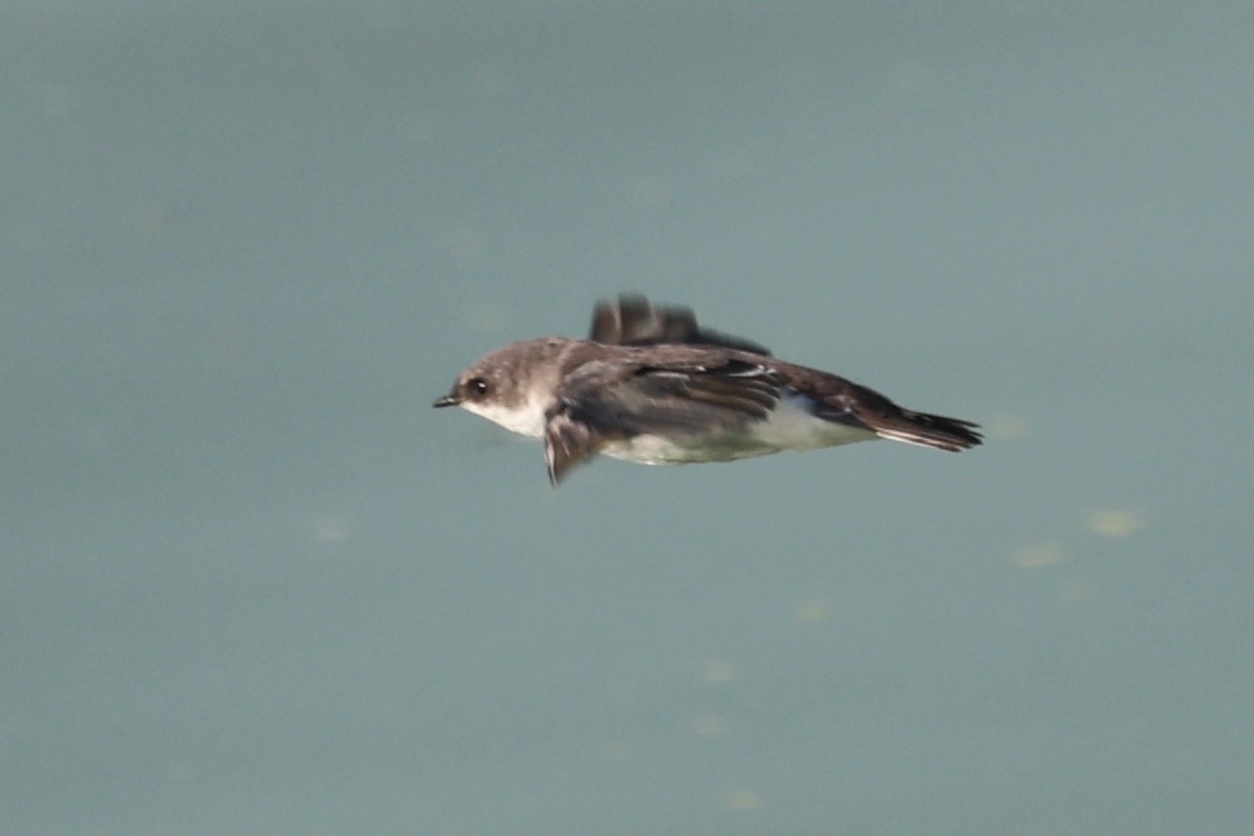 Bank Swallow - ML642820896