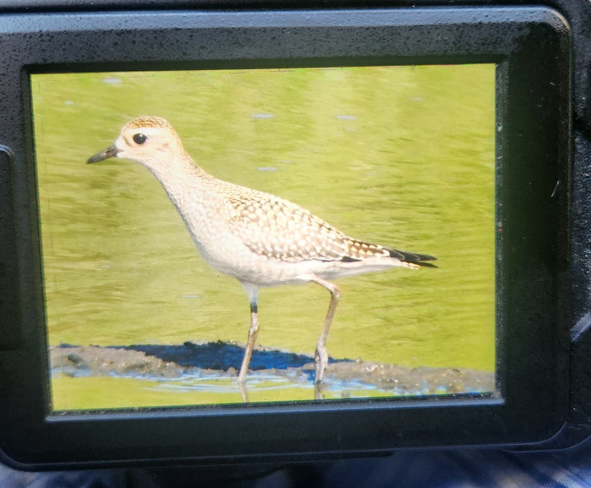American Golden-Plover - ML642820897