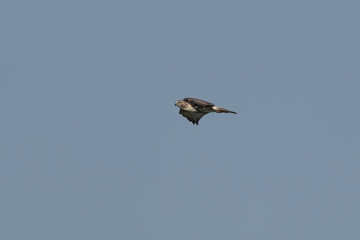 Red-tailed Hawk - ML642820898