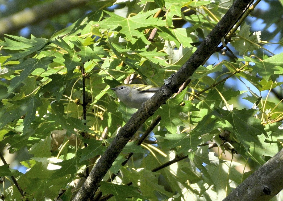 Chestnut-sided Warbler - ML642820899