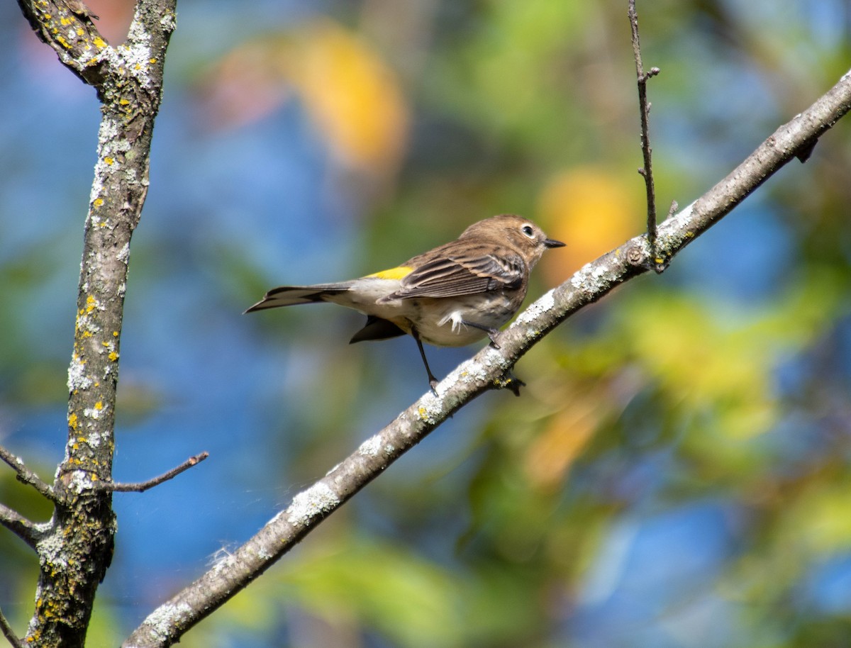 Yellow-rumped Warbler - ML642820900