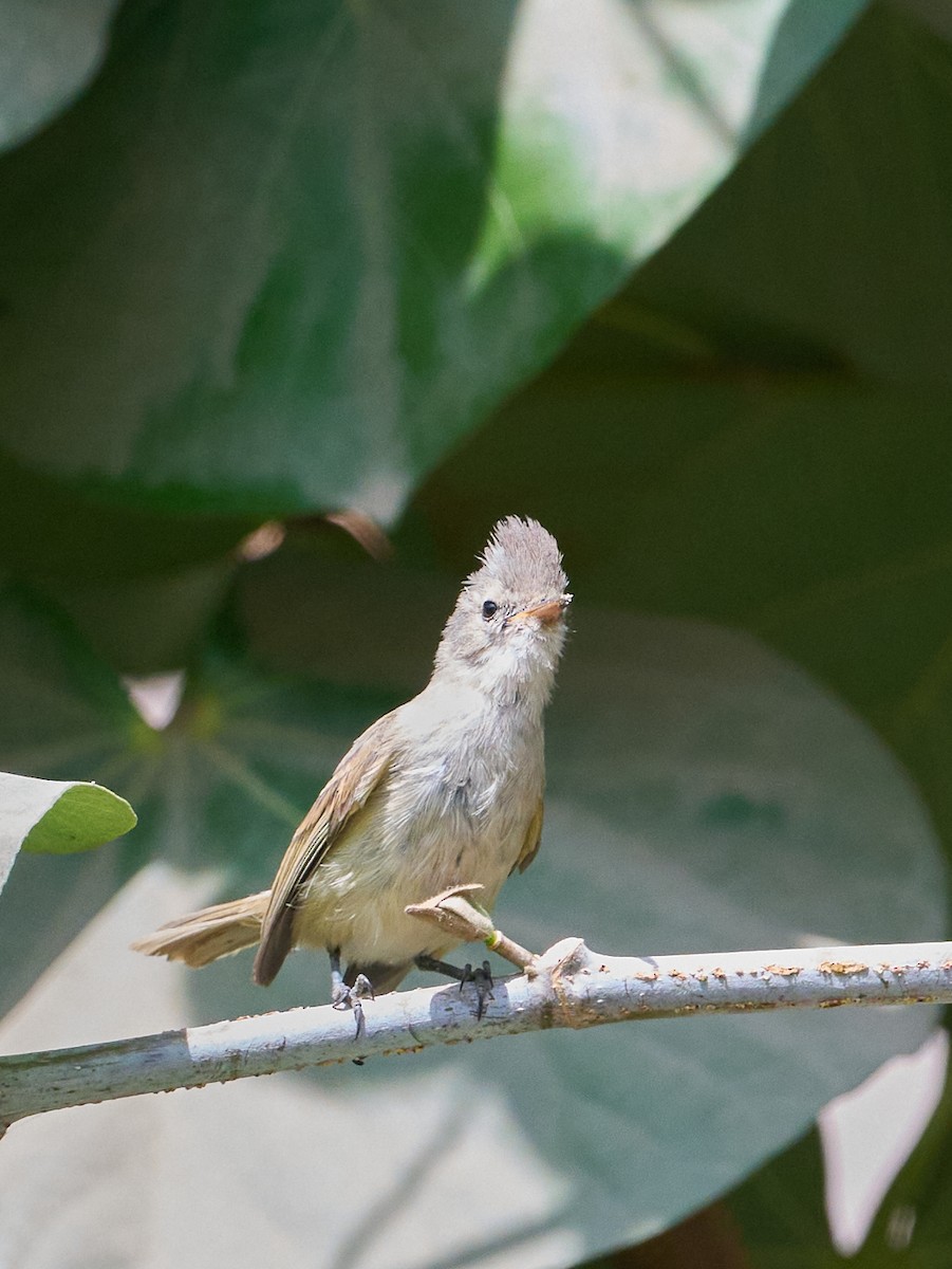 Southern Beardless-Tyrannulet - ML642820903