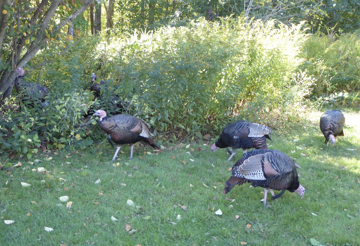 Wild Turkey - ML642820904