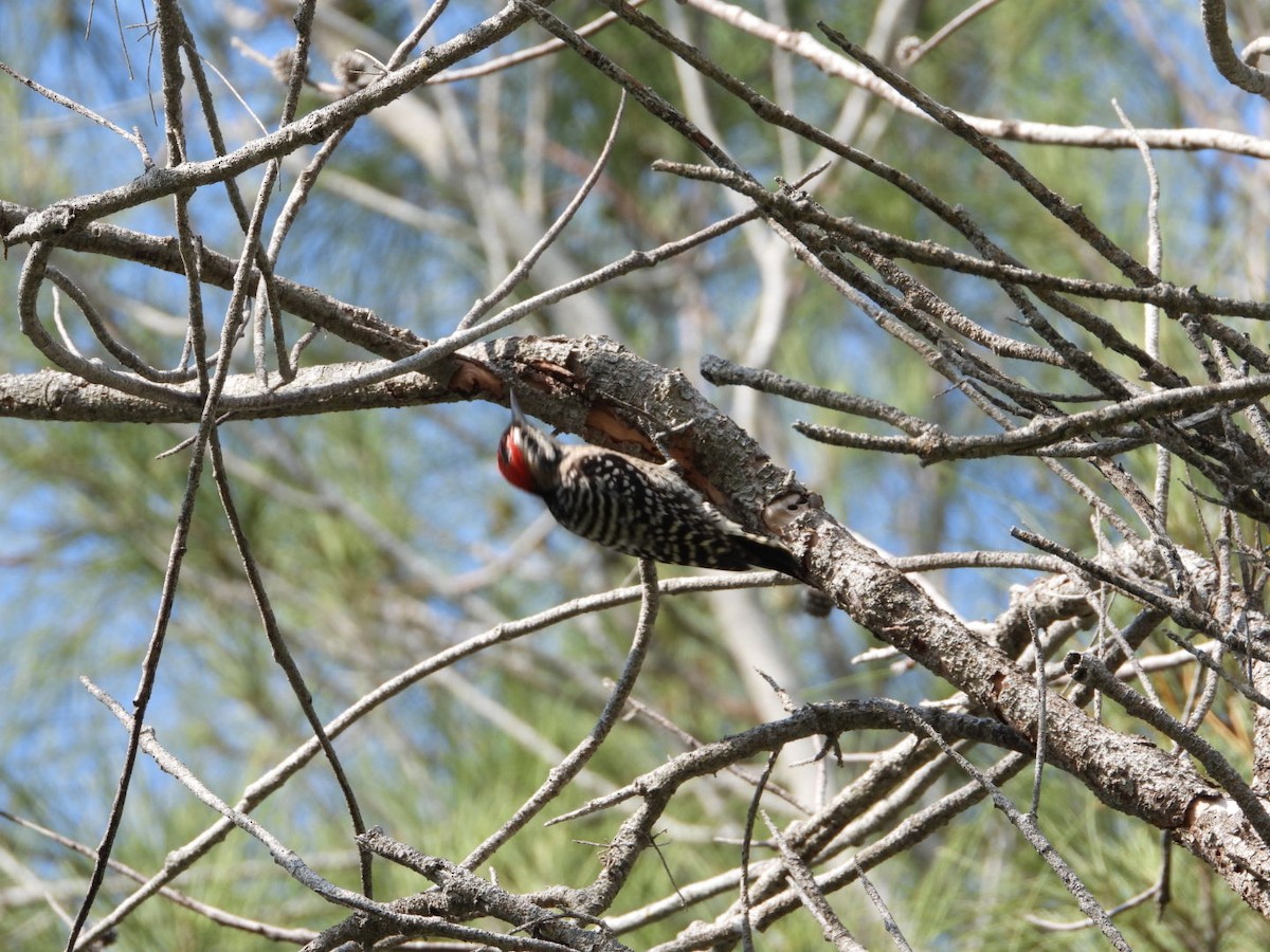 Ladder-backed Woodpecker - ML642820905