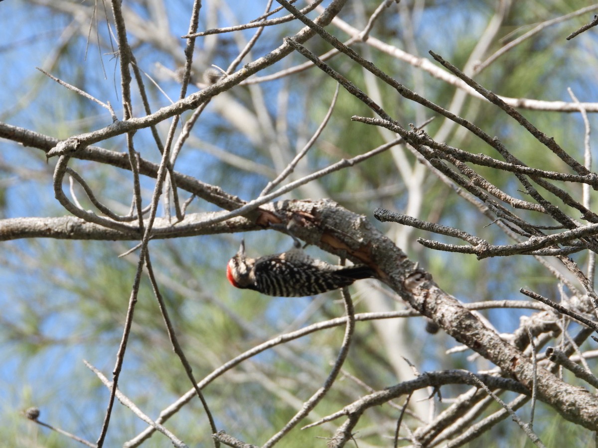 Ladder-backed Woodpecker - ML642820906