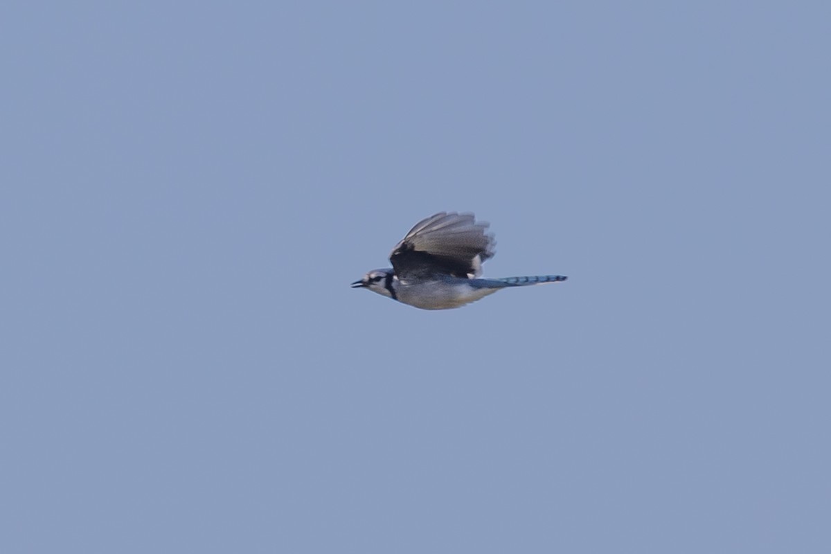 Blue Jay - ML642820907