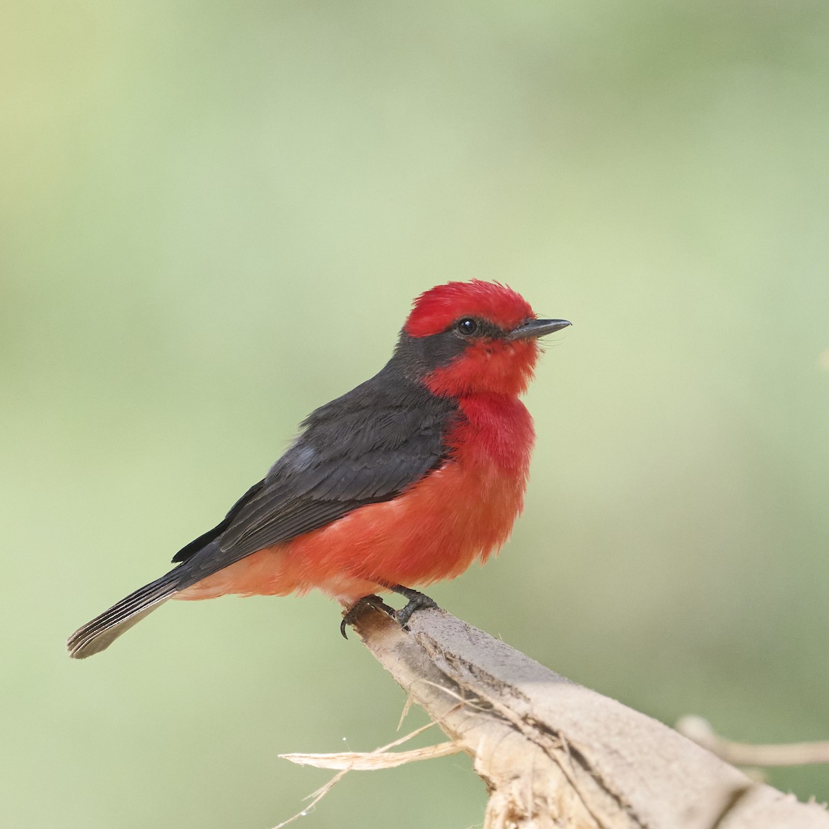 Vermilion Flycatcher - ML642820910