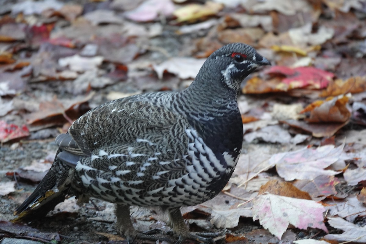 Gallo Canadiense - ML642820921