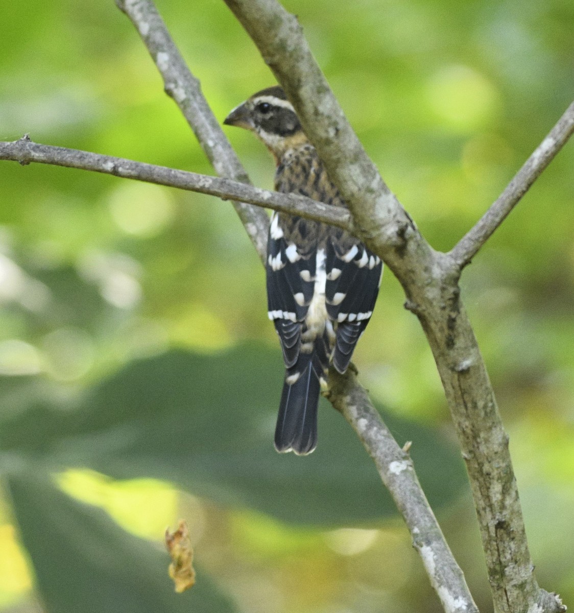 Rose-breasted Grosbeak - ML642820922