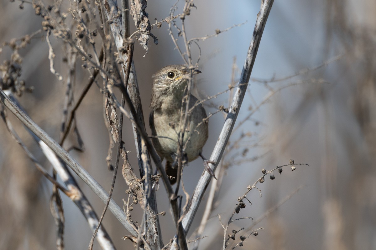 Northern House Wren - ML642820923