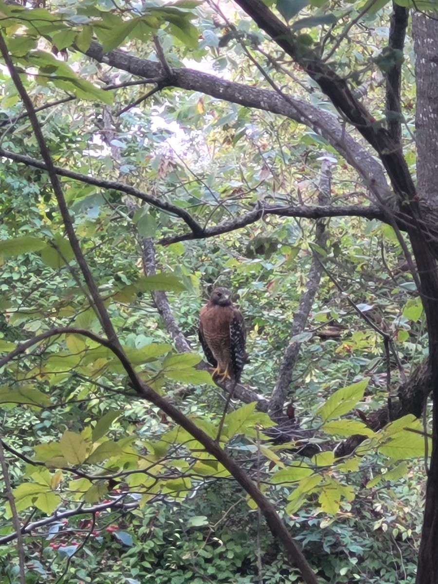 Red-shouldered Hawk - ML642820924