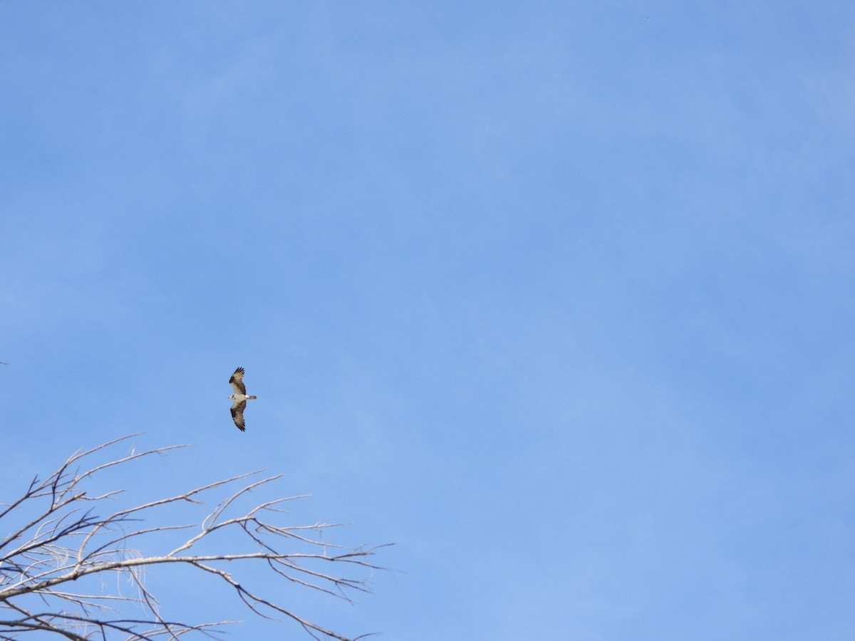Osprey - ML642820925