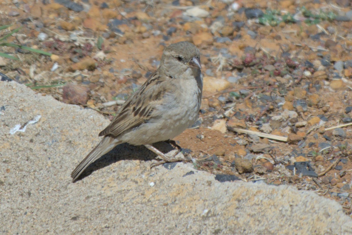 House Sparrow - ML642820926