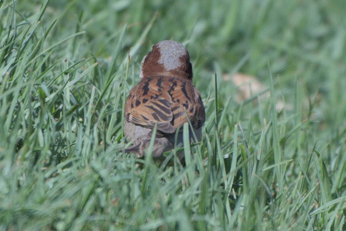 House Sparrow - ML642820927