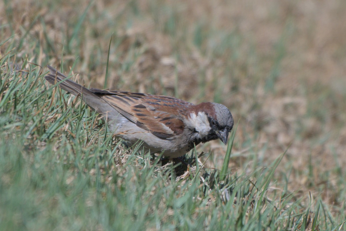 House Sparrow - ML642820928