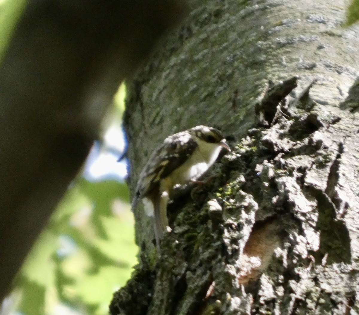 Brown Creeper - ML642820929